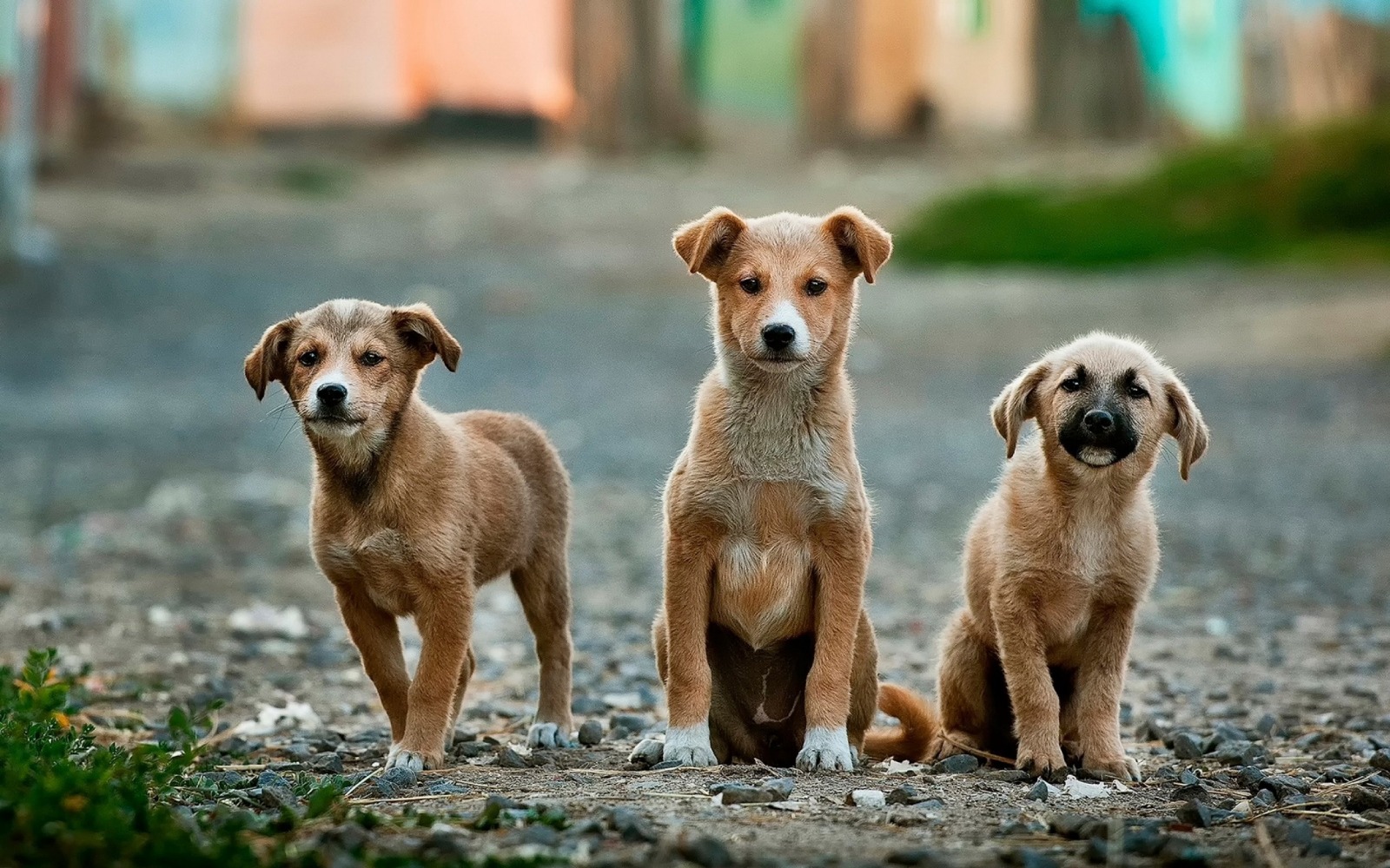 16 Life Lessons You Can Learn From Stray Dogs