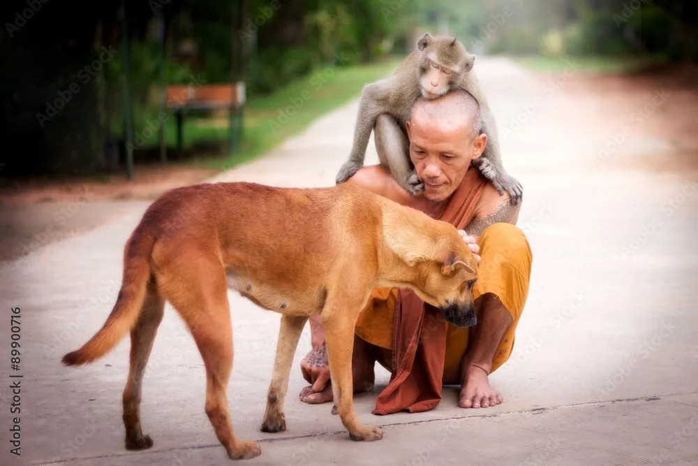Monkeys and Dogs