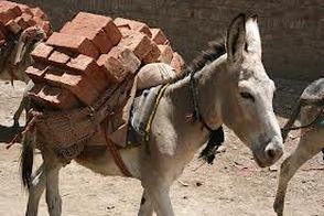 Don’t Turn Away From Our Donkeys