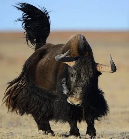 Unshackle Our Yaks, Unshackle Our Hearts