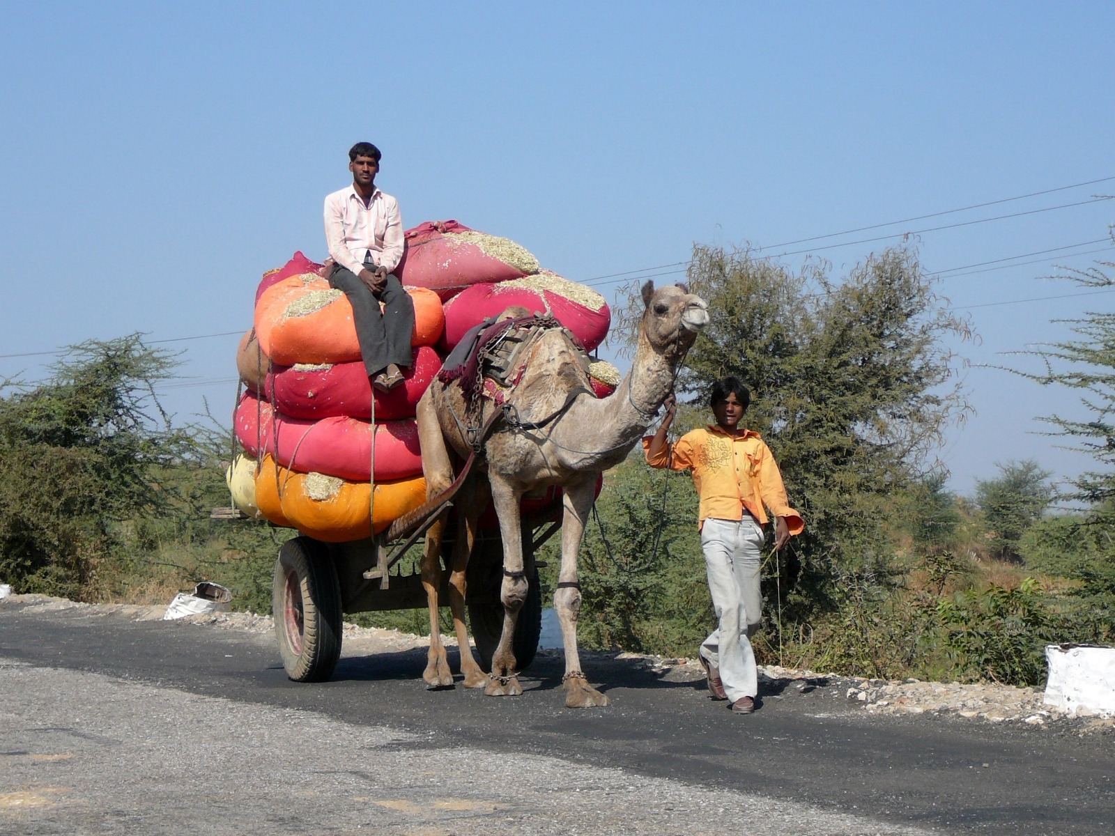 Let the Camels Raise Their Heads with Pride